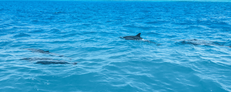 Dolphins swimming in the ocean