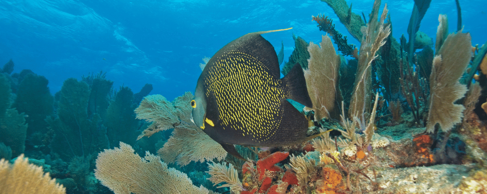 fish swimming in the ocean in the Florida keys