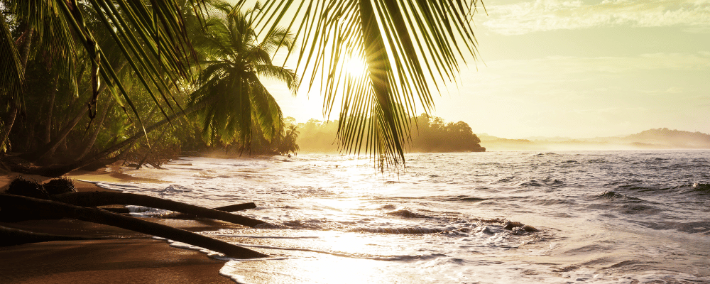 ocean and beach with palm trees in costa rica