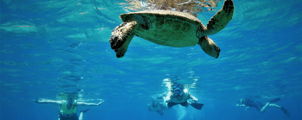 People swimming in hawaii snorkeling with turtles