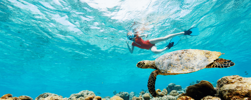 a woman and turtle snorkeling in Maui, Hawaii