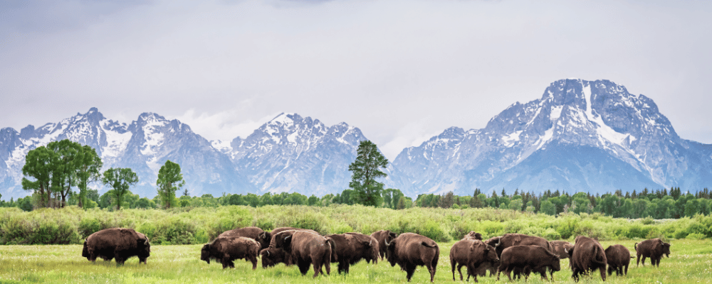 bison in the grass with mountains in background in montana