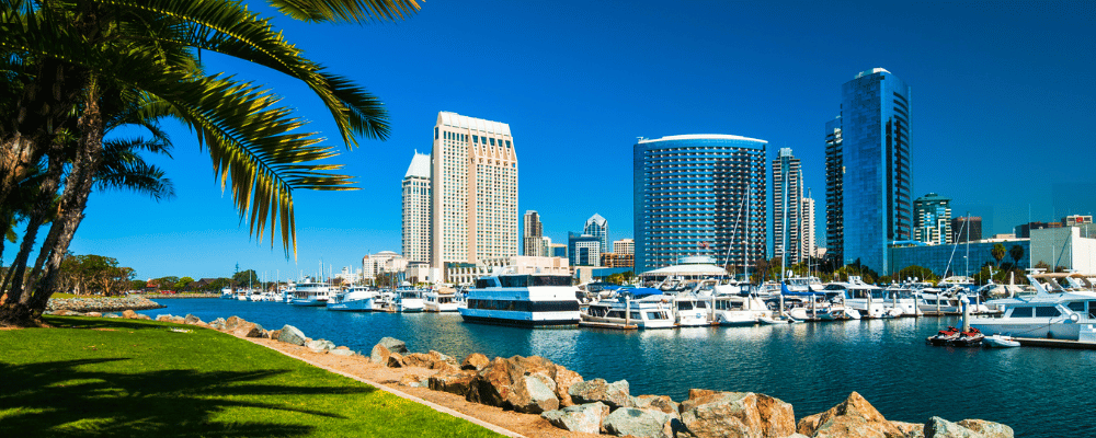 san diego marina with downtown hotels behind boats and a palm tree on the side
