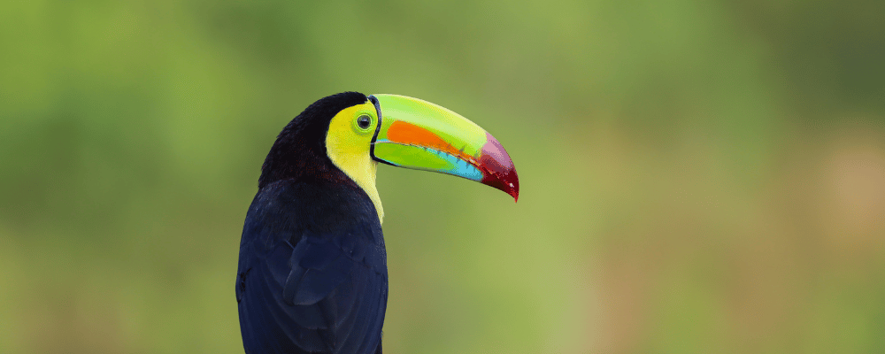 toucan in costa rica