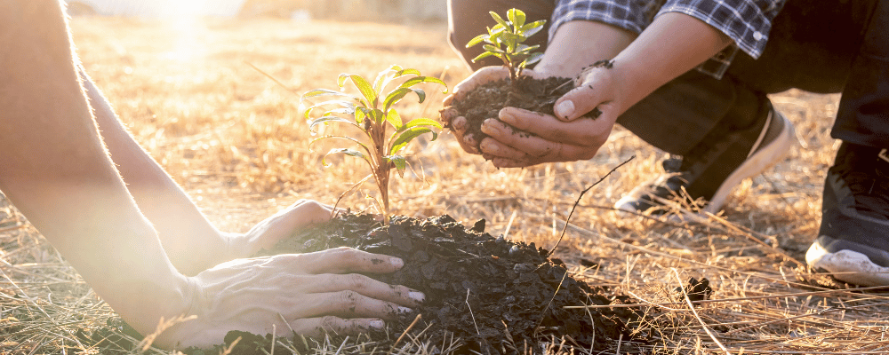 two people planting a tree in a field