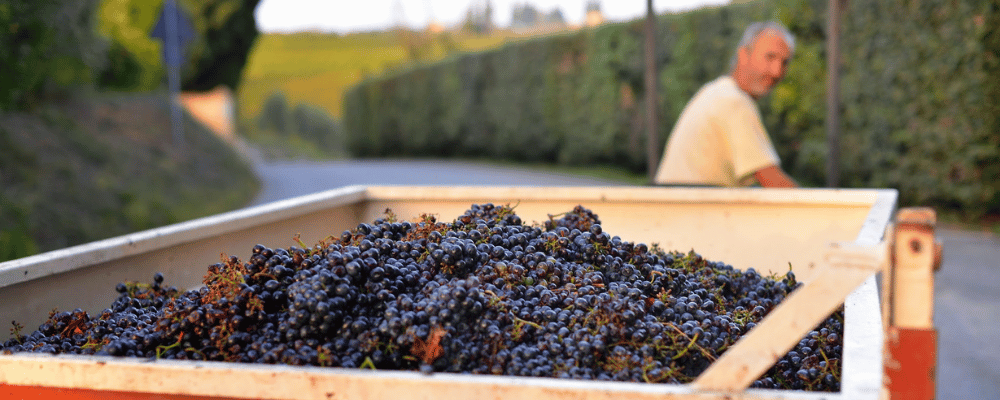 Wagon of grapes on a winery tour in Florence, Italy